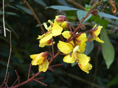 Hultholia mimosoides