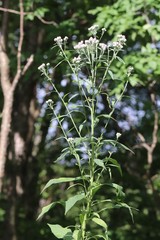 Saussurea neopulchella