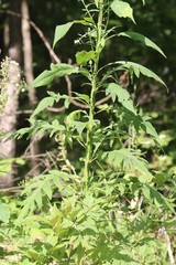 Saussurea neopulchella