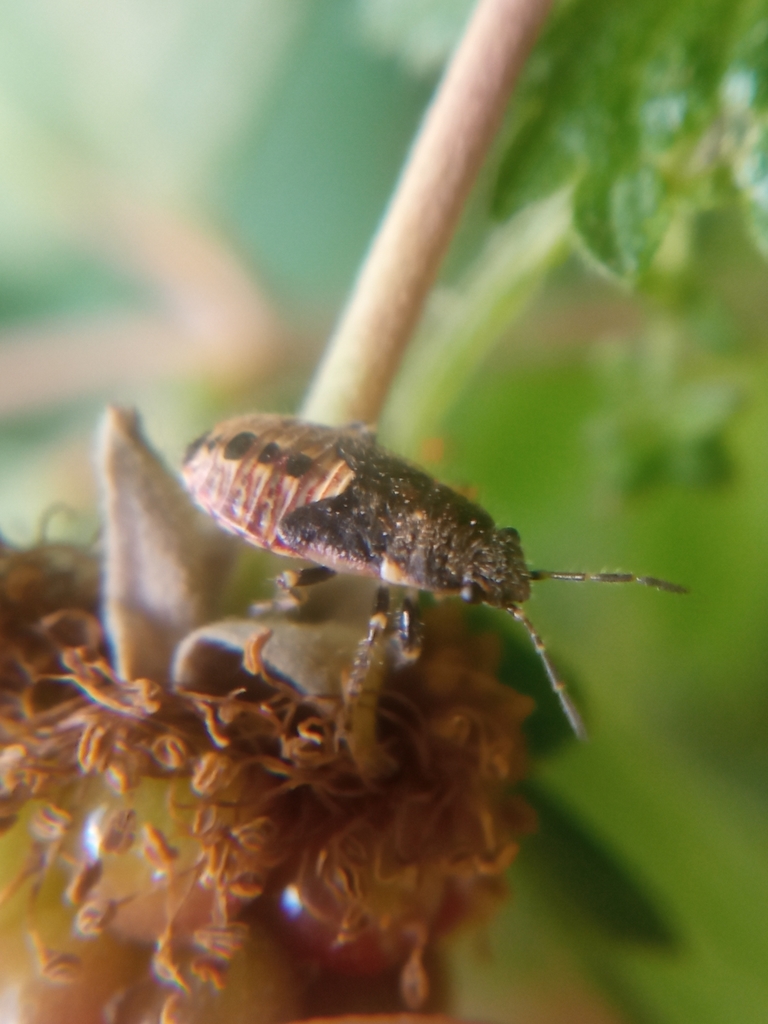 Nettle ground bug