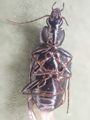 Agonum placidum