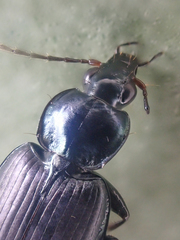 Agonum placidum