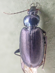 Agonum placidum