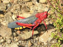 Phymateus morbillosus morbillosus