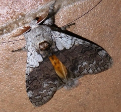 Calliteara grotei