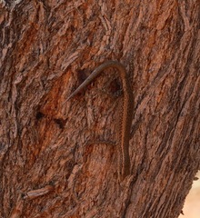 Cryptoblepharus australis