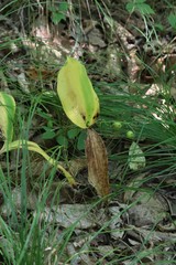 Convallaria keiskei