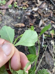 Baccharis halimifolia image