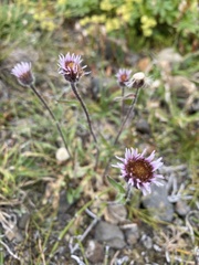 Erigeron borealis