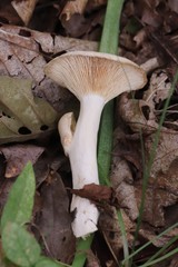 Lactarius azonites