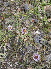 Erigeron borealis