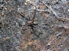 Themacrys irrorata
