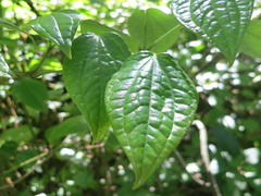 Piper capense capense