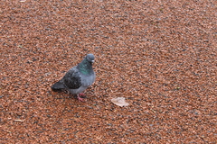 Columba livia domestica