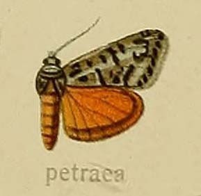 Bryophile cuivrée (La)
