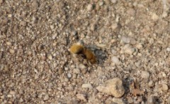 Sphaeropthalma edwardsii