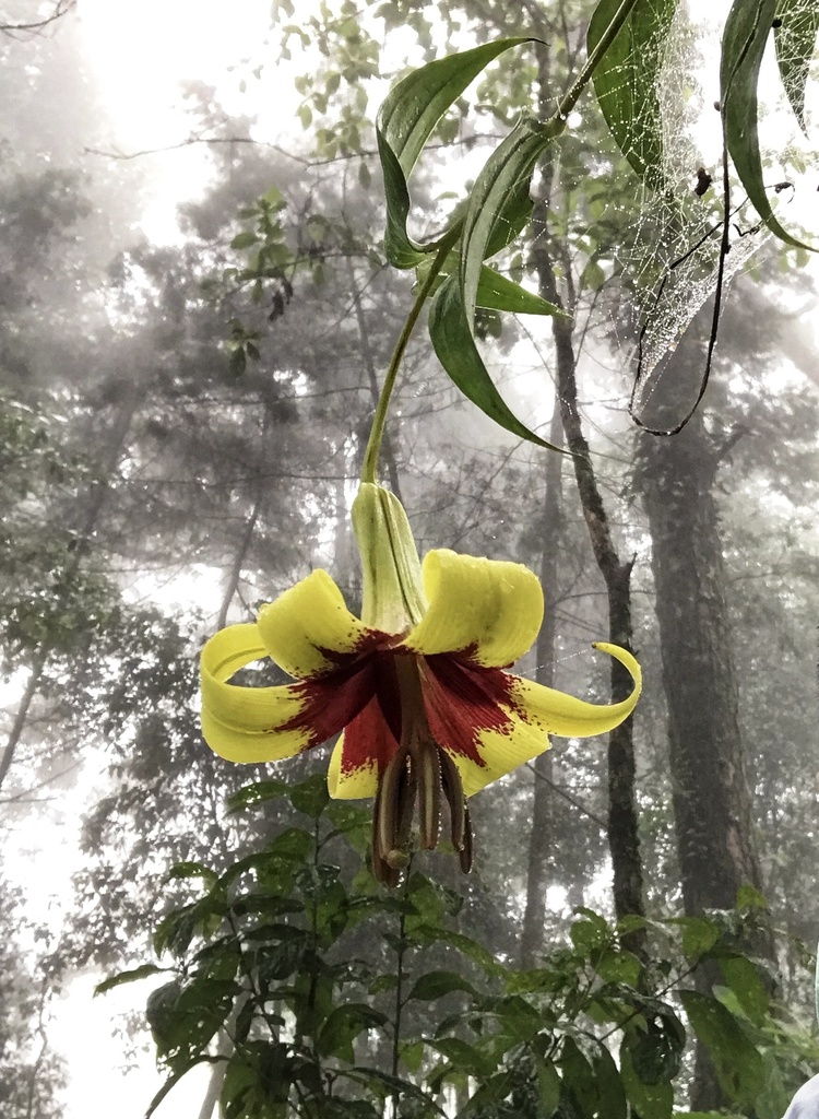 Lilium sect. Nepalensia