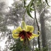 Lilium primulinum burmanicum - Photo (c) Ingkayut Sa-ar, μερικά δικαιώματα διατηρούνται (CC BY-NC), uploaded by Ingkayut Sa-ar