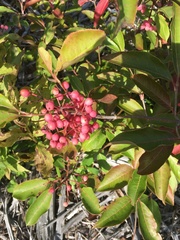 Viburnum cassinoides image