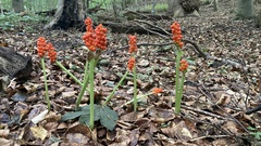 Arum cylindraceum