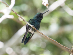 Chlorostilbon mellisugus