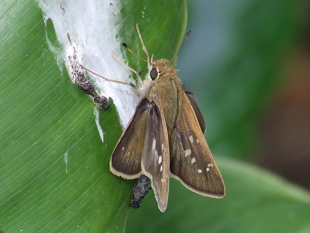 Millet Skipper