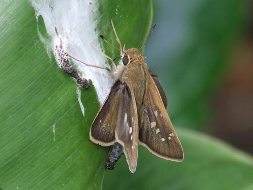 Pale Small-branded Swift