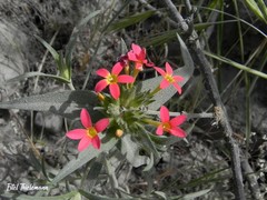 Collomia biflora
