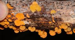 Favolaschia thwaitesii