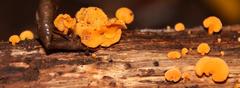 Favolaschia thwaitesii