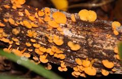 Favolaschia thwaitesii