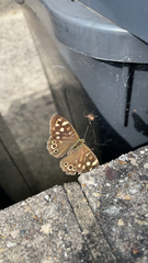 Pararge aegeria