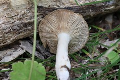 Lactarius azonites