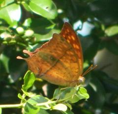 Charaxes varanes varanes