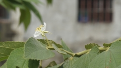 Muntingiaceae