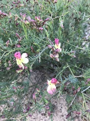 Lechenaultia linarioides