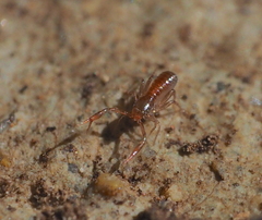 Chthonius tetrachelatus