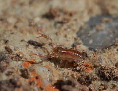 Chthonius tetrachelatus