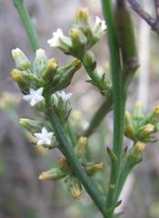 Thesium patulum