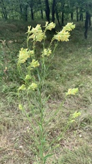 Linaria genistifolia