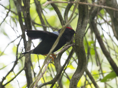 Chiroxiphia lanceolata