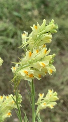 Linaria genistifolia