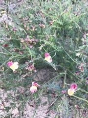 Lechenaultia linarioides