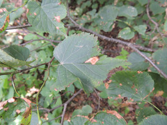 Apiognomonia errabunda