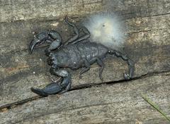 Opisthacanthus capensis