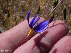 Conanthera bifolia