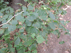 Apiognomonia errabunda