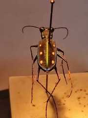 Cicindela flavomaculata