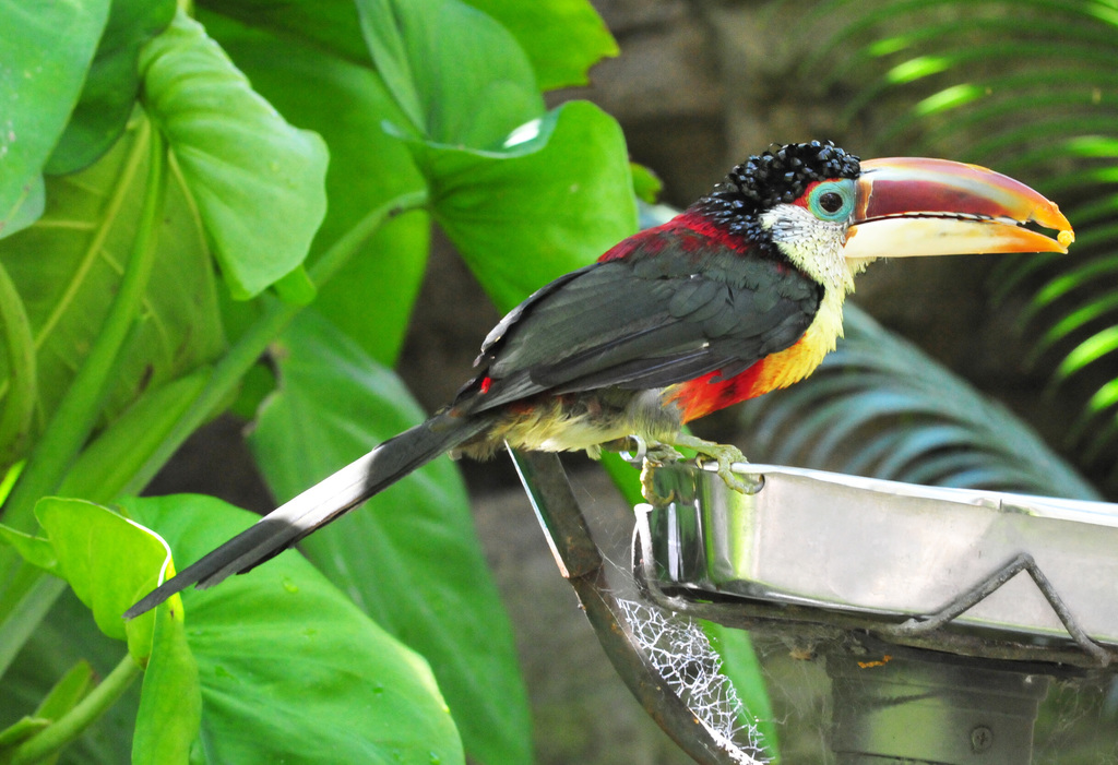 Curl-crested Aracari photo