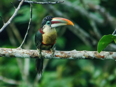 Curl-Crested Aracari photo 3